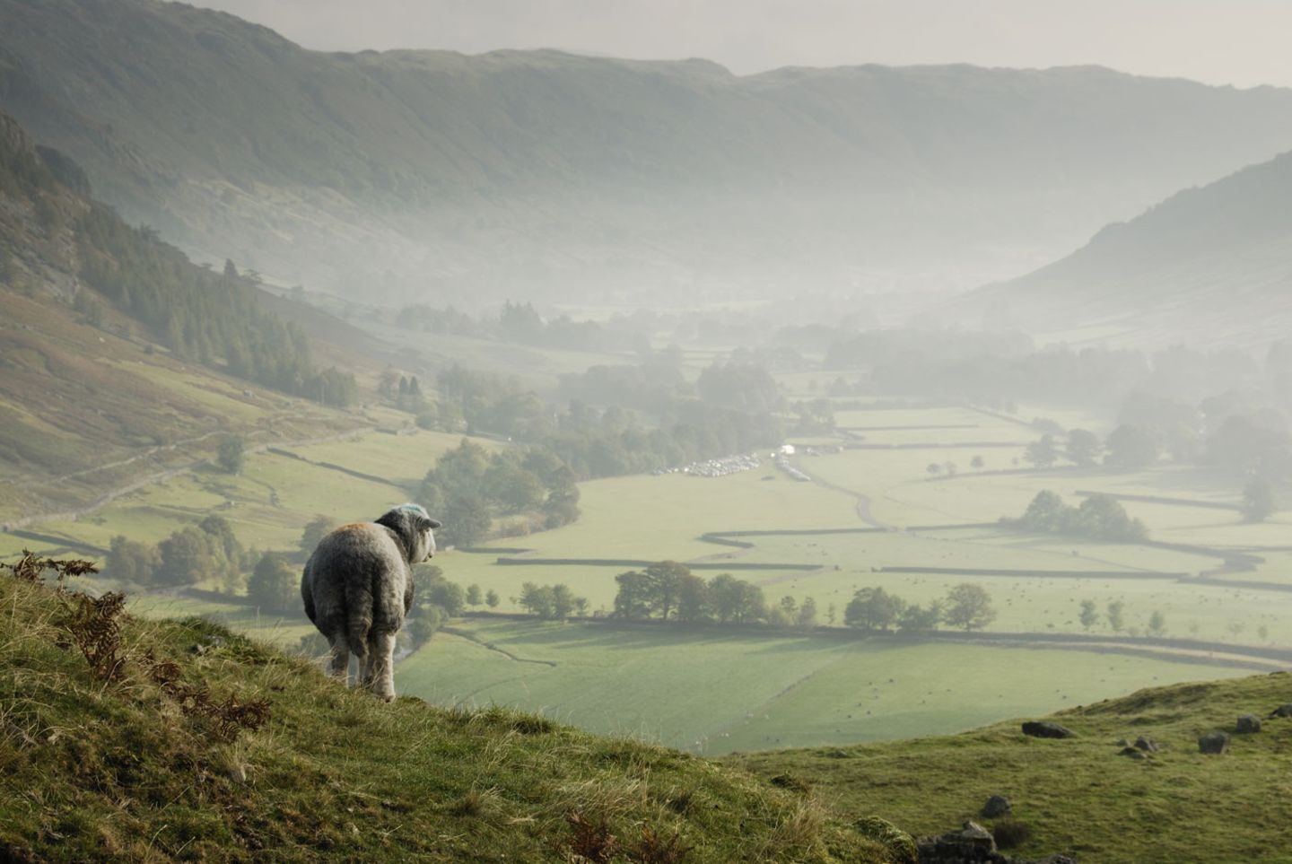 Schafe im Lake District