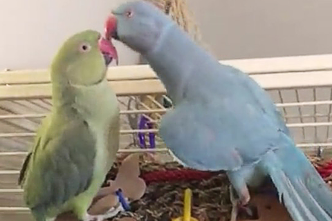 We are family - diese Papageien zeigen, dass sie zusammengehören!