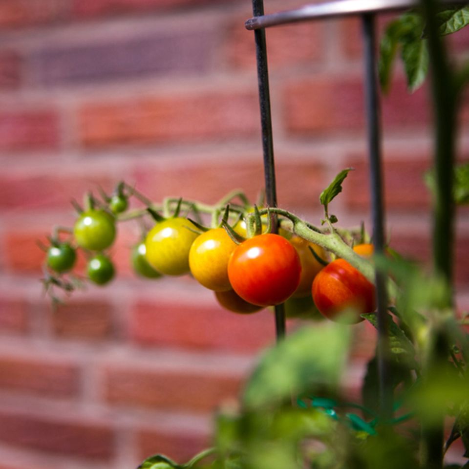 Tomaten pflanzen: Reiche Ernte aus dem eigenen Garten