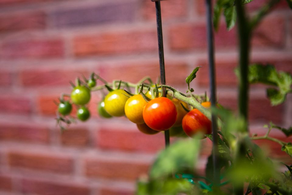 Tomaten pflanzen: Reiche Ernte aus dem eigenen Garten