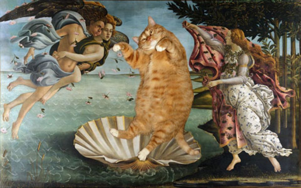 "Geburt der Venus" von Boticelli mag berühmt sein - aber was hat eine Venus im Vergleich zu dieser Katzenpracht zu bieten? Gut, sie ist etwas schlanker, aber sie kann nicht annähernd so schön schnurren.