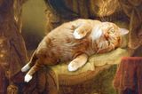 Also, "Danaë" von Rembrandt hat ohnehin schon eine bewegte Geschichte hinter sich: Ursprünglich hatte der Maler das Gesicht seiner Frau in diesem Gemälde, später ersetzte er es durch das Gesicht seiner Geliebten. Hätte er von Anfang an eine moppelige Katze beim Ausruhen gemalt, hätte er sich viel, viel Ärger erspart.