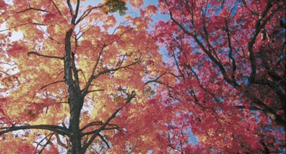 Der Soundtrack meines Herbstes Der Soundtrack meines Herbstes