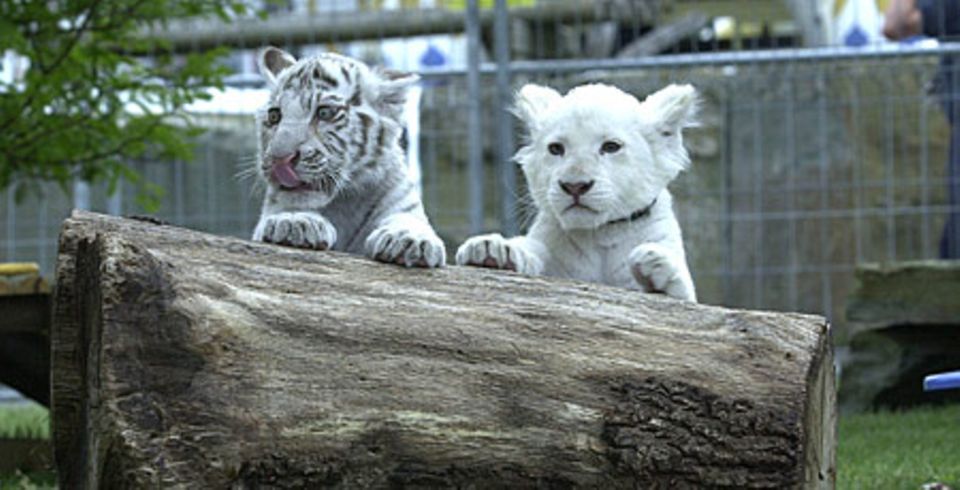 Tiger-und Löwenbabys kann man hier ganz nah erleben Tiger-und Löwenbabys kann man hier ganz nah erleben