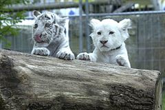 Tiger-und Löwenbabys kann man hier ganz nah erleben Tiger-und Löwenbabys kann man hier ganz nah erleben