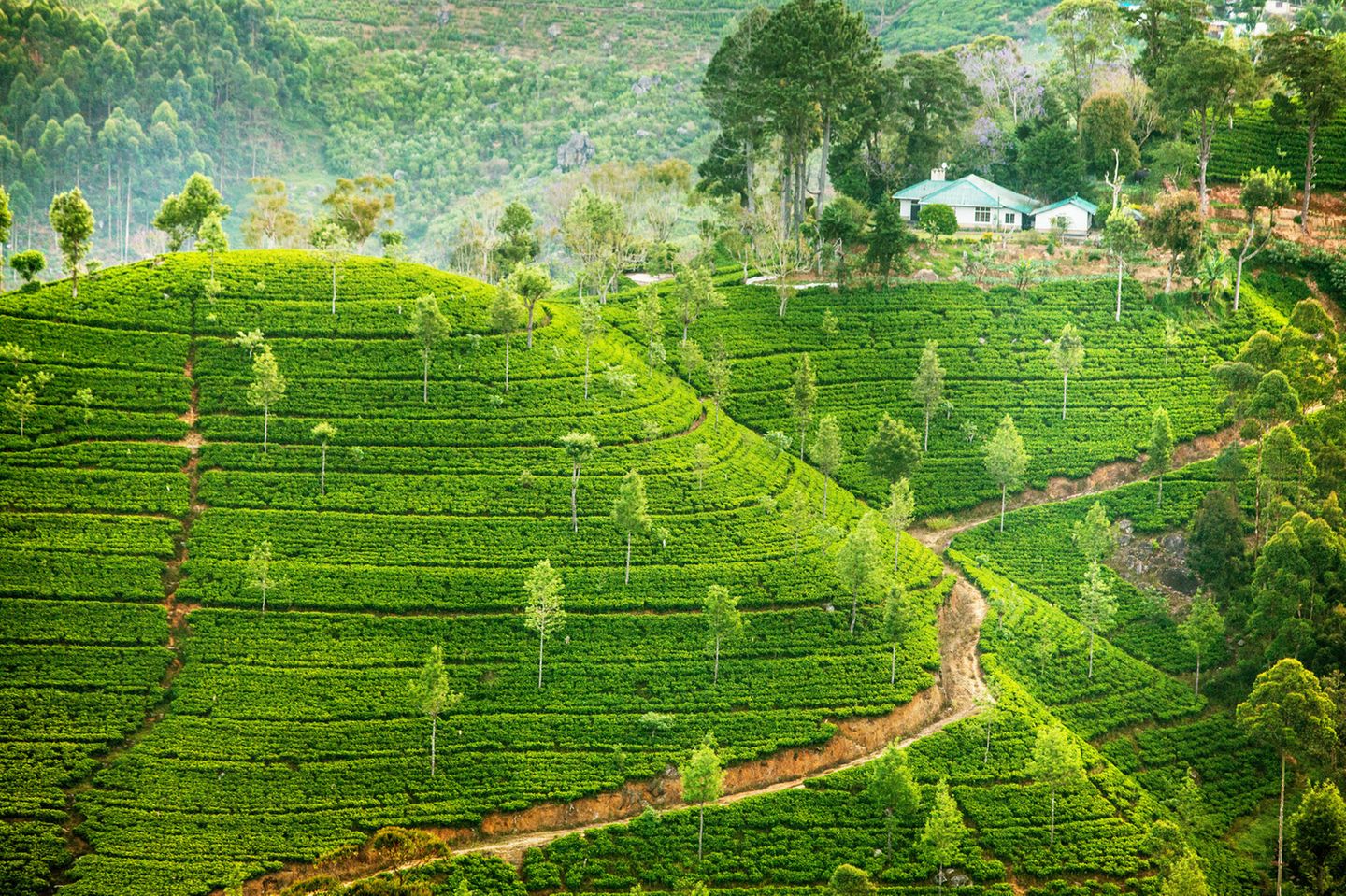 Sri Lanka - königliche Insel