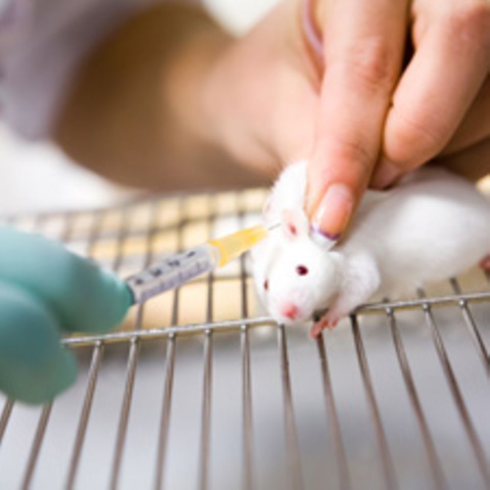 Tierversuche: 22.000 Mäuse sterben jährlich für Botox