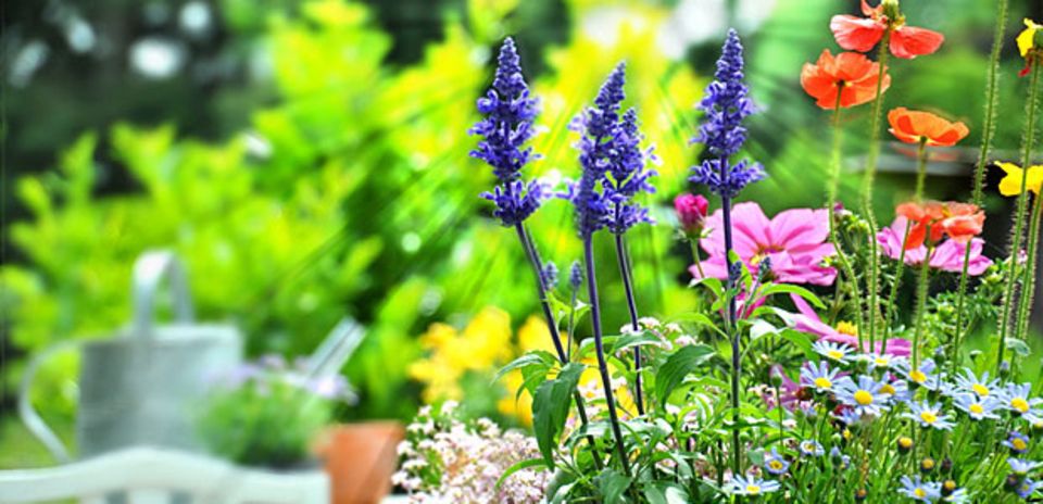 Expertentipps Mein Garten im Frühling Jetzt geht's los! BRIGITTE.de