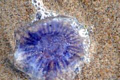 Erste Hilfe am Strand Erste Hilfe am Strand