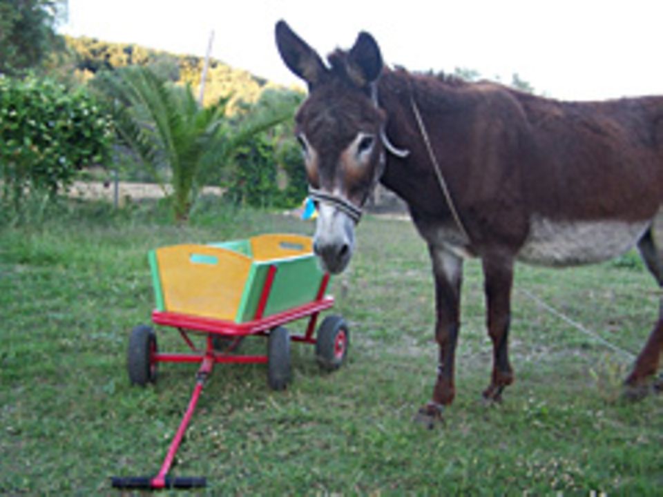 Esel Paul und der Bollerwagen Esel Paul und der Bollerwagen