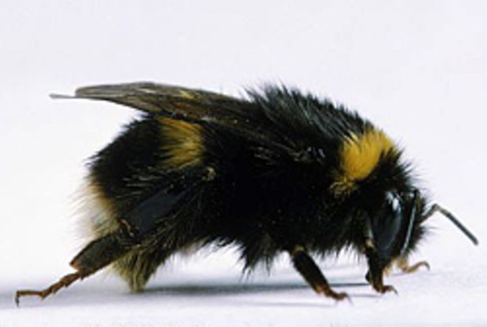 Das hilft gegen Insektenstiche Das hilft gegen Insektenstiche