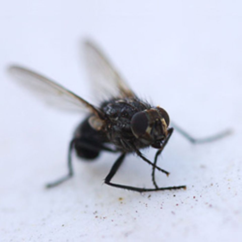 Das hilft gegen Insektenstiche Das hilft gegen Insektenstiche