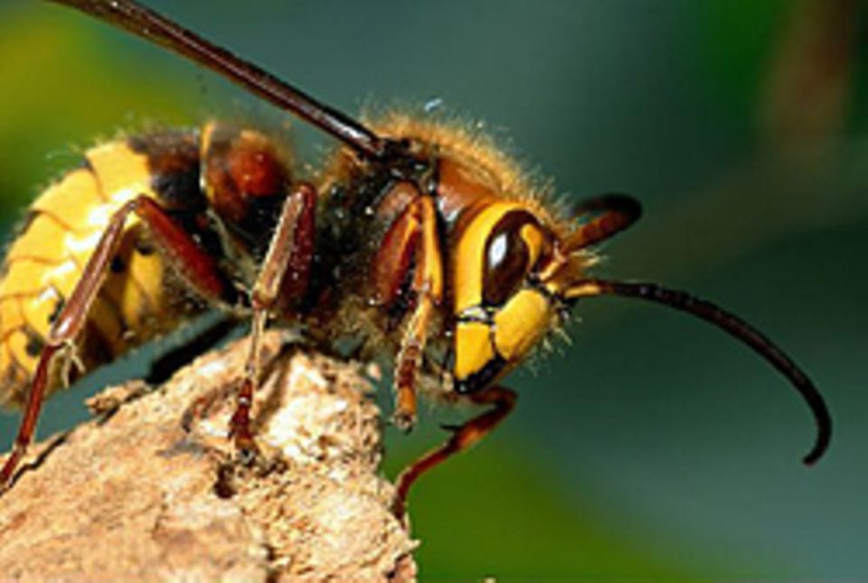 Das hilft gegen Insektenstiche Das hilft gegen Insektenstiche