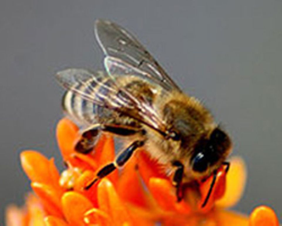 Das hilft gegen Insektenstiche Das hilft gegen Insektenstiche