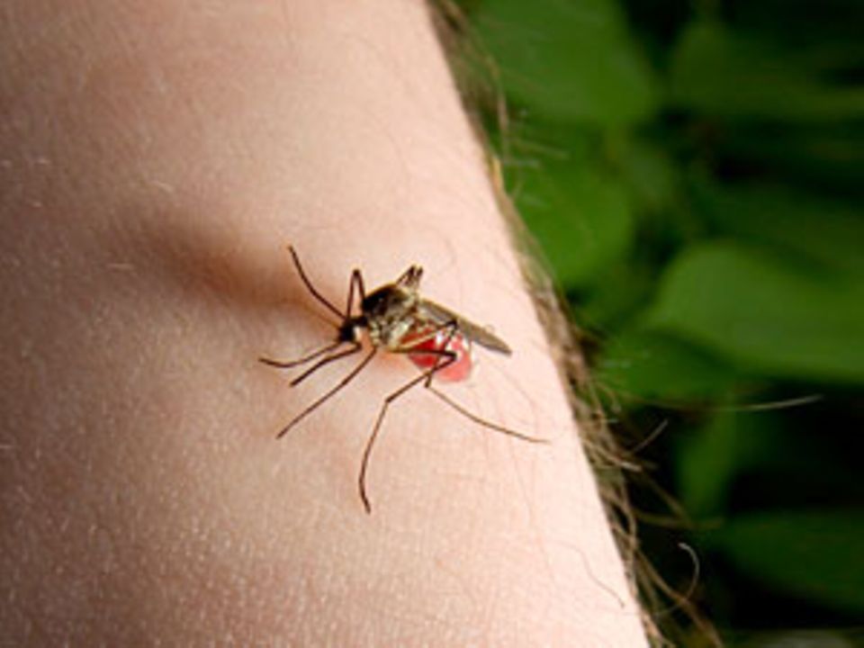 Das hilft gegen Insektenstiche Das hilft gegen Insektenstiche