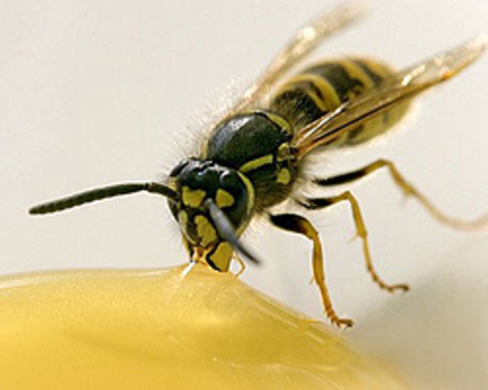 Das hilft gegen Insektenstiche Das hilft gegen Insektenstiche