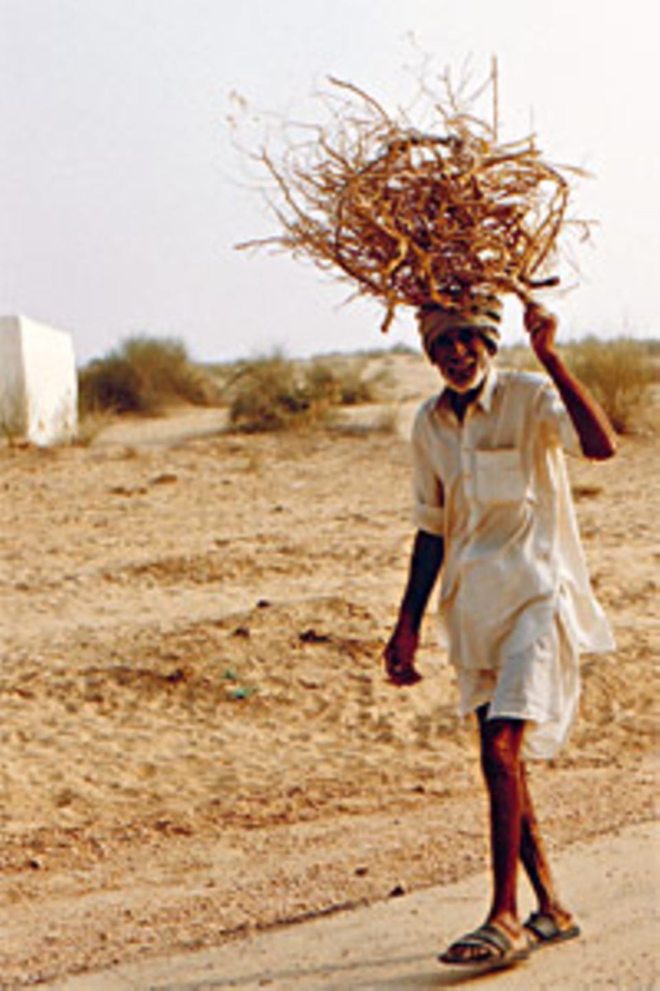 Alltag in Indien: Reisig sammeln für den Ofen wie hier in der Wüste Thar