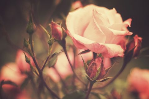 Rosen pflegen: Die besten Tipps