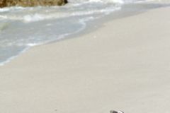 Auge in Auge mit dem Löwen: Tiere gucken in Südafrika Auge in Auge mit dem Löwen: Tiere gucken in Südafrika