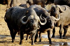 Auge in Auge mit dem Löwen: Tiere gucken in Südafrika Auge in Auge mit dem Löwen: Tiere gucken in Südafrika