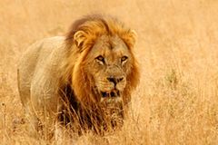 Auge in Auge mit dem Löwen: Tiere gucken in Südafrika Auge in Auge mit dem Löwen: Tiere gucken in Südafrika