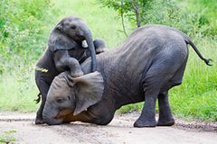 Auge in Auge mit dem Löwen: Tiere gucken in Südafrika Auge in Auge mit dem Löwen: Tiere gucken in Südafrika
