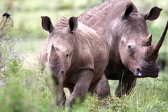 Auge in Auge mit dem Löwen: Tiere gucken in Südafrika Auge in Auge mit dem Löwen: Tiere gucken in Südafrika