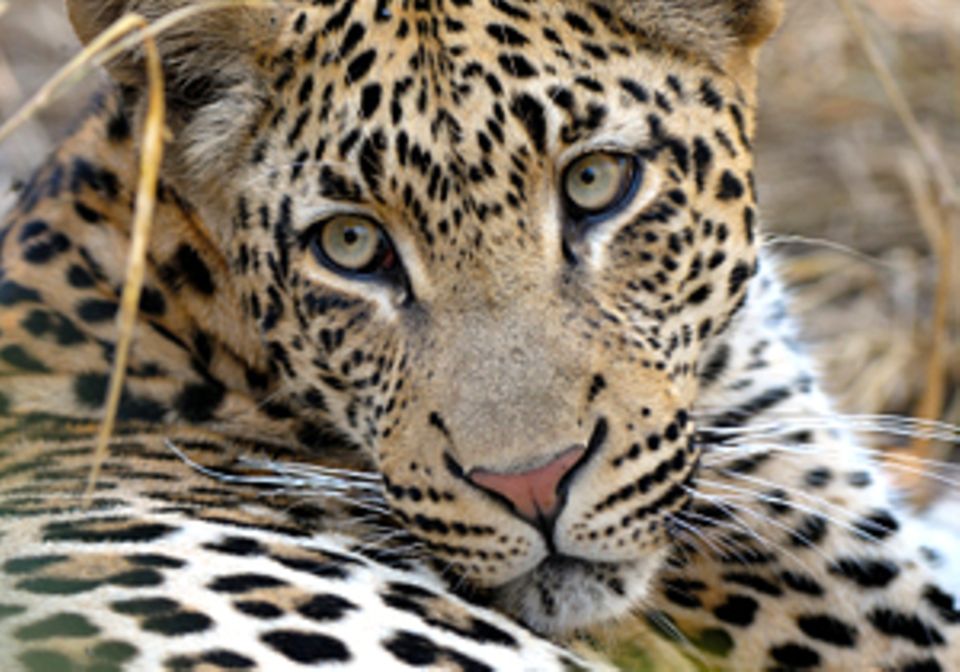 Auge in Auge mit dem Löwen: Tiere gucken in Südafrika