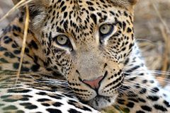 Auge in Auge mit dem Löwen: Tiere gucken in Südafrika Auge in Auge mit dem Löwen: Tiere gucken in Südafrika
