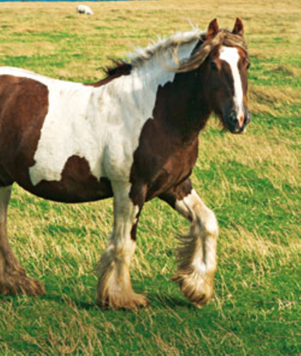 Auf den Orkneys leben auch viele rustikale Ponys Auf den Orkneys leben auch viele rustikale Ponys