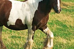 Auf den Orkneys leben auch viele rustikale Ponys Auf den Orkneys leben auch viele rustikale Ponys