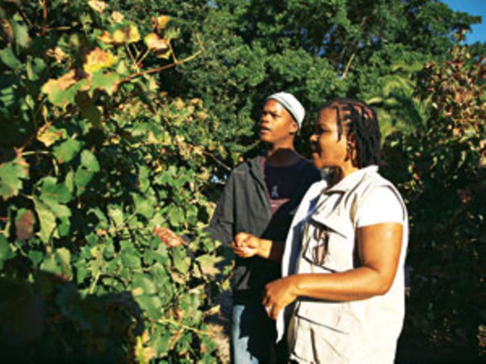 Beim Wein Winzerin Ntsiki Biyela macht für das Weingut "Stellekaya" bei Stellenbosch ausgezeichnete Rote