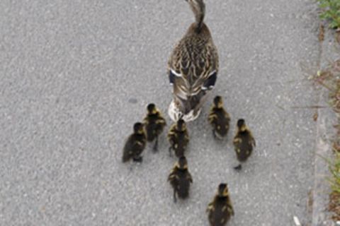 Enten auf dem Highway - spannender als das WM-Finale