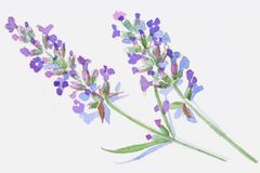 Sie lieben ihren Lavendel, die Französinnen - gern mit extravaganten Zutaten kombiniert. Sie lieben ihren Lavendel, die Französinnen - gern mit extravaganten Zutaten kombiniert.
