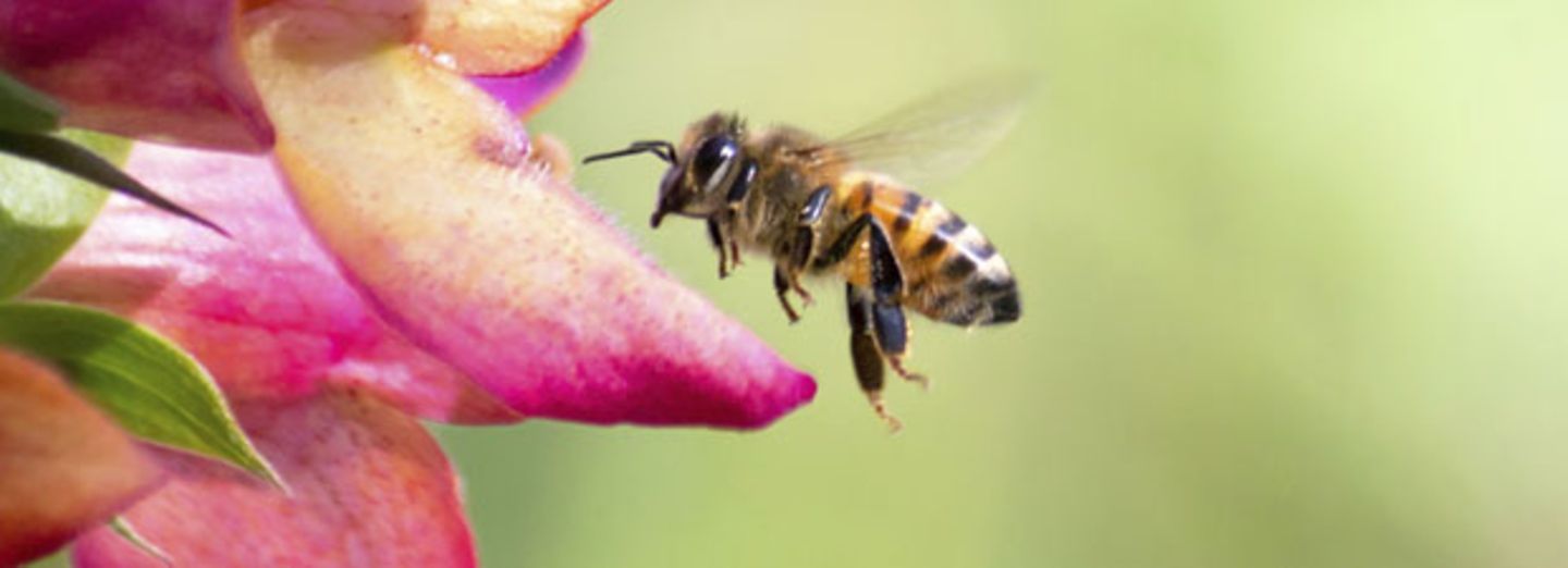 Was hilft gegen Bienen?