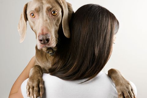 Warum Hunde es hassen, umarmt zu werden