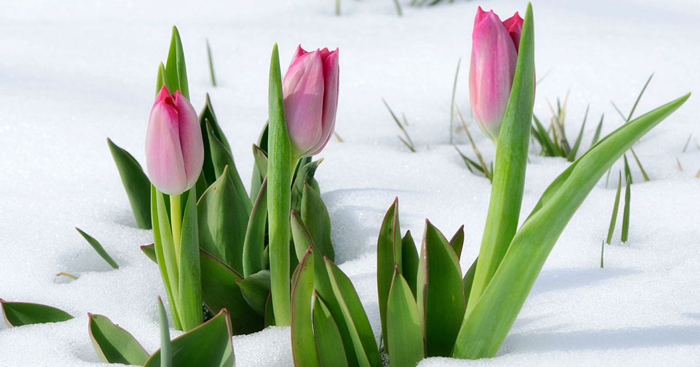 Frühlings-Schock: Am Wochenende kommt der Schnee zurück!