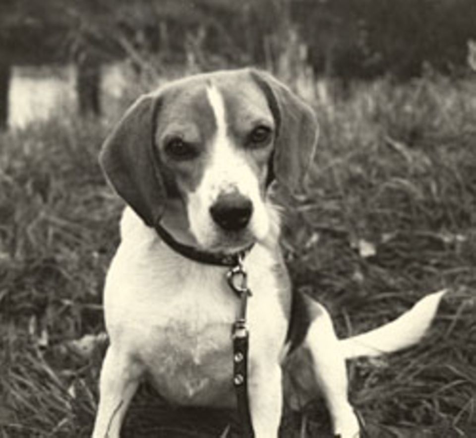 Beagle-Hündin Pira
