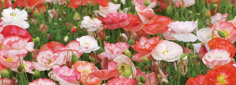 Garten Mohnblumen pflanzen Tipps für Aussaat und Pflege BRIGITTE.de