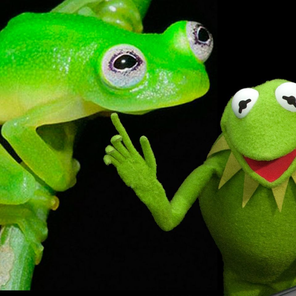 Entdeckt im Regenwald: Es gibt den "Kermit"-Frosch tatsächlich!