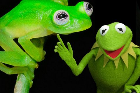 Entdeckt im Regenwald: Es gibt den "Kermit"-Frosch tatsächlich!