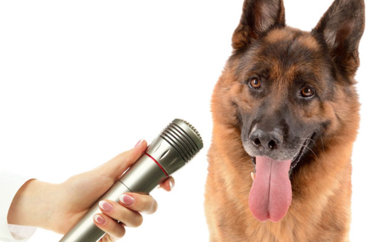 Gehorcht auf Wort: Ein Polizeihund macht Aussage