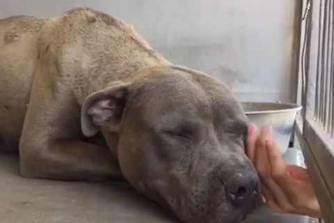 Verwandelt durch Zuneigung: Kampfhund wird zum ersten Mal gestreichelt