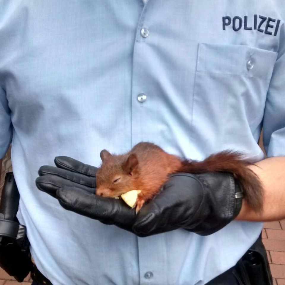 Kriminelles Eichhörnchen von Polizei in Gewahrsam genommen.