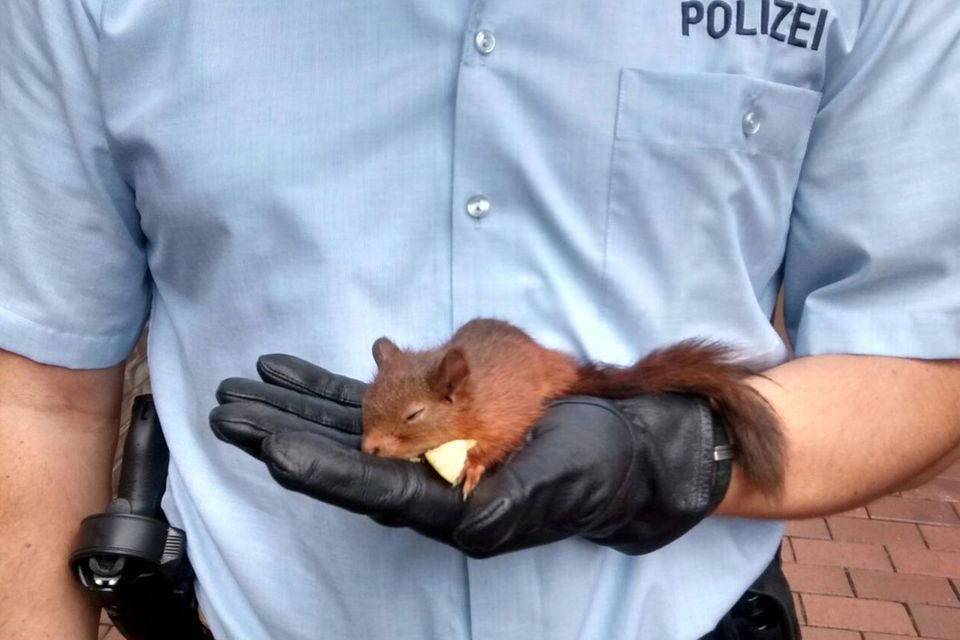 Kriminelles Eichhörnchen von Polizei in Gewahrsam genommen.