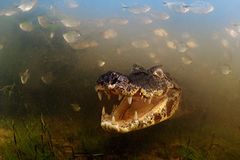 Tierfotografie: Die besten Bilder des Jahres Tierfotografie: Die besten Bilder des Jahres
