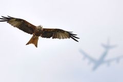Tierfotografie: Die besten Bilder des Jahres Tierfotografie: Die besten Bilder des Jahres