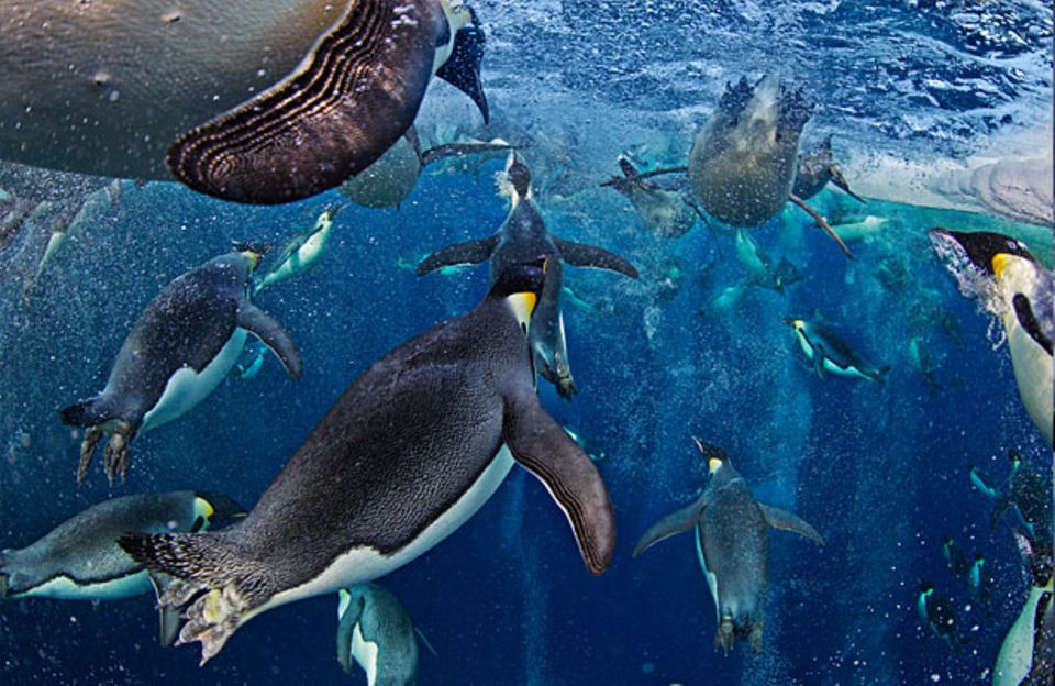 Tierfotografie: Die besten Bilder des Jahres Tierfotografie: Die besten Bilder des Jahres