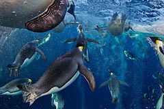 Tierfotografie: Die besten Bilder des Jahres Tierfotografie: Die besten Bilder des Jahres