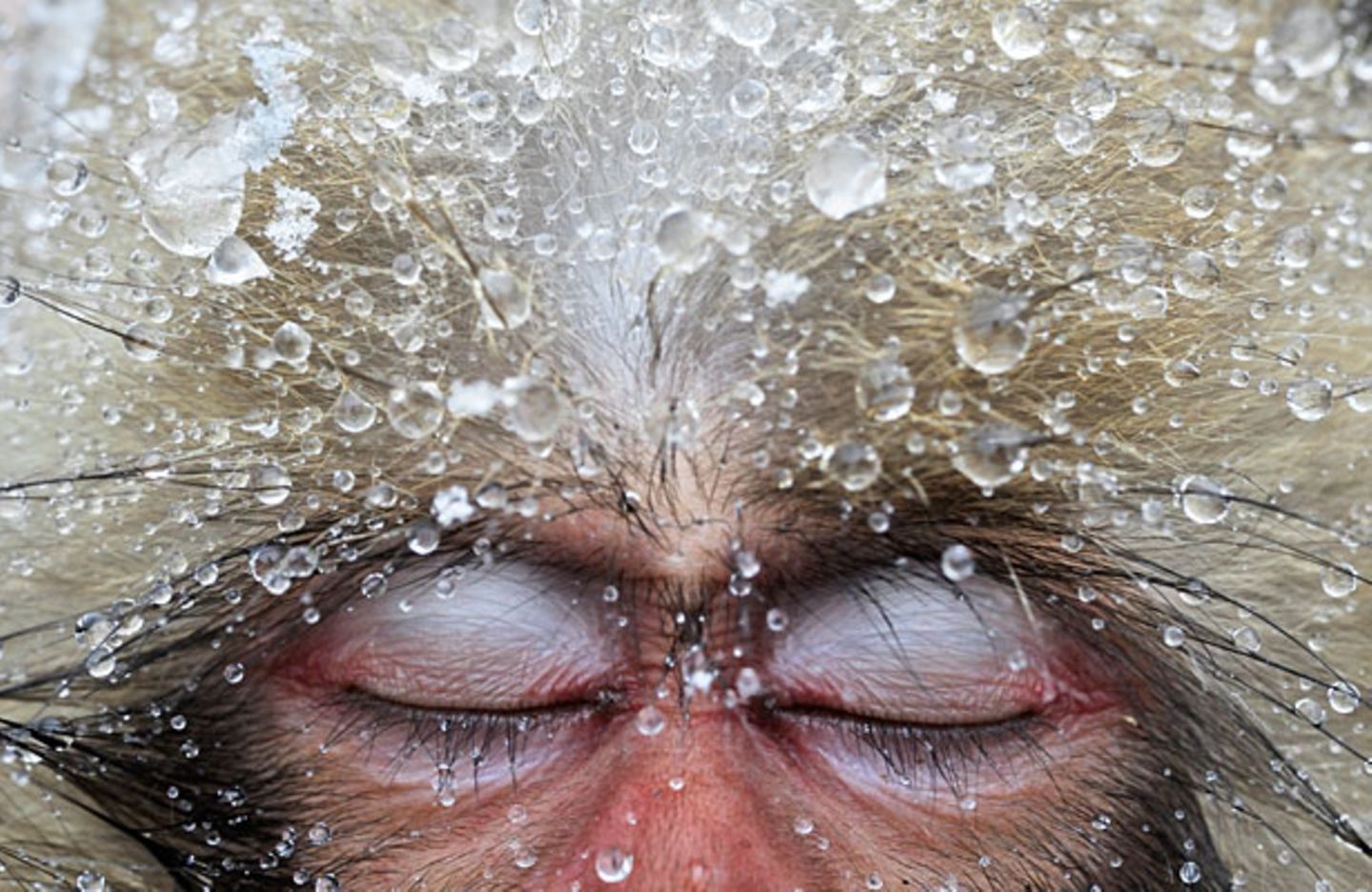 Tierfotografie: Die besten Bilder des Jahres